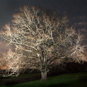 Un arbre en automne