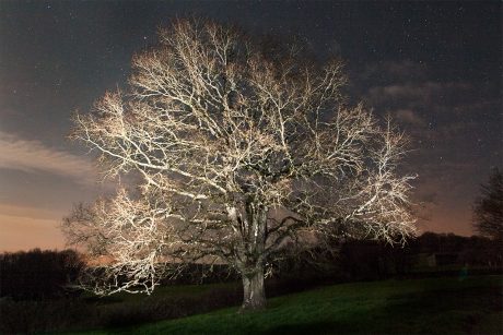 Un arbre en automne