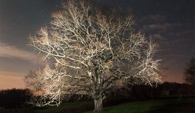 Un arbre de nuit, lightpainting.