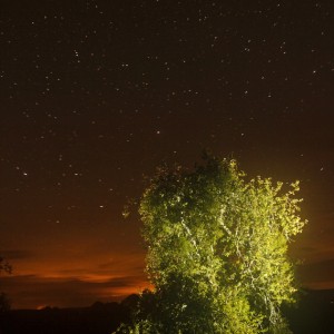 Un arbre de nuit