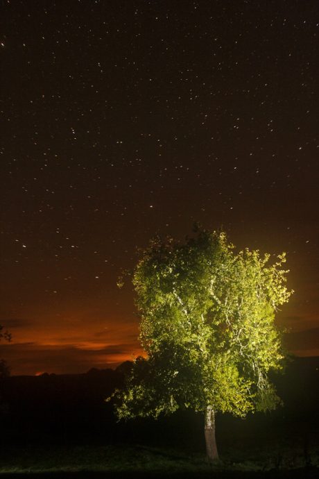 Un arbre de nuit