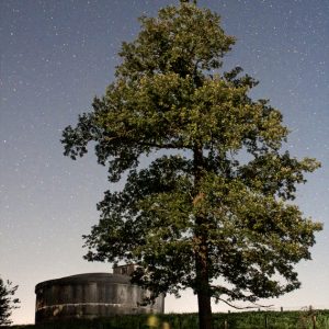 Arbre et chateau d’eau