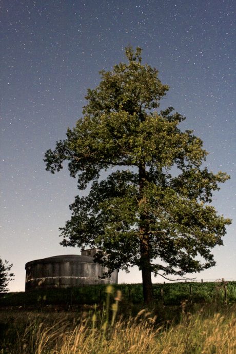 Arbre et chateau d’eau