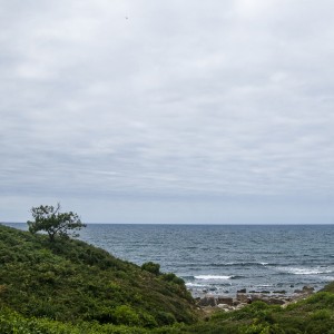 Un arbre égaré en bord de mer