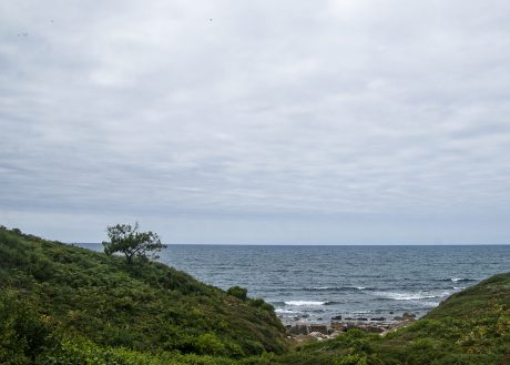 Un arbre égaré en bord de mer