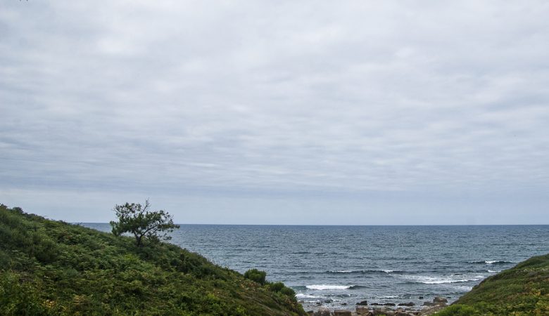 Un arbre égaré au bord de la mer.