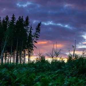 Un coin de forêt au couché du soleil