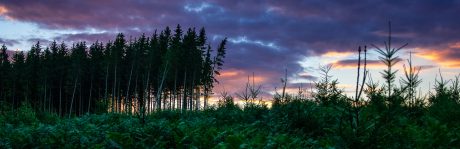 Un coin de forêt au couché du soleil