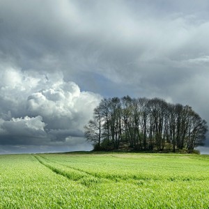 Le bosquet de La Motte