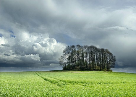 Le bosquet de La Motte