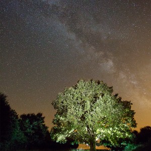 Arbre et voie lactée