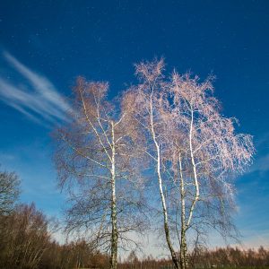 Bouleaux par une nuit claire