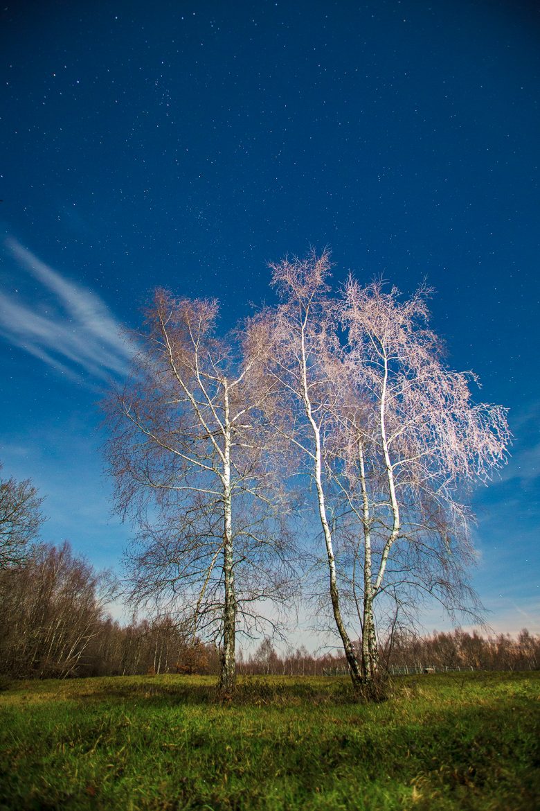 Arbres de nuit open-flash et pause longue