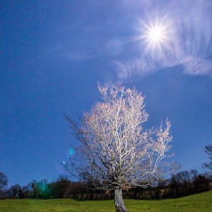 Un arbre par une nuit de pleine lune