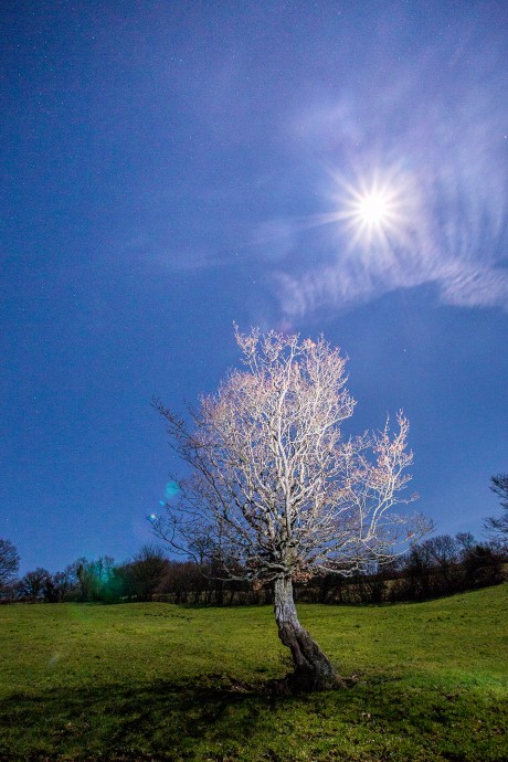 Un arbre par une nuit de pleine lune